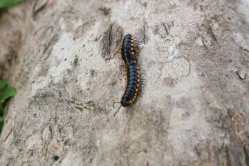 The millipedes breed when humid weather in summer