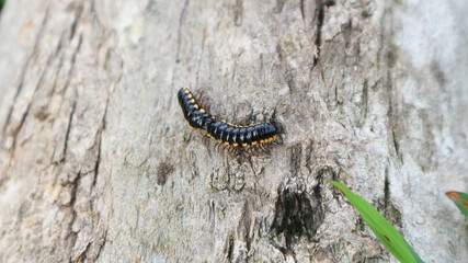 The millipedes breed when humid weather in summer