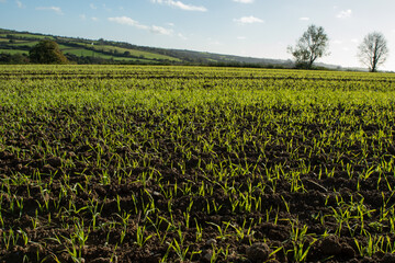 Crops growing in a field. Drilled lines of seedling plants, vibrant green shoots of young cultivated grains. Farm field. Agriculture. 
