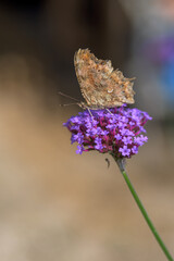 Comma butterfly rests on a verbena flower. Nymphalid with spotted orange wings. Striking garden insect contrasting against the deep purple flower.
