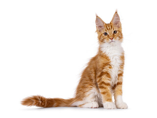 Obraz premium Cute red with white Maine Coon cat kitten, sitting up side ways. Looking curious to camera. isolated on a white backgroound.