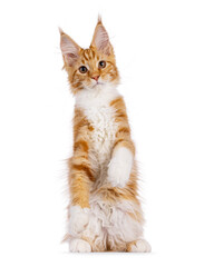 Cute red with white Maine Coon cat kitten, sitting up facing front on hind paws like meerkat. Looking curious to camera. isolated on a white backgroound.