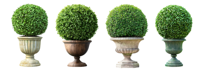 Round green topiaries in classic stone urns, isolated on transparent cutout background