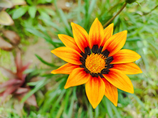 Colorful flower Gazania rigens. Close up of gazania rigens or gazania linearis.