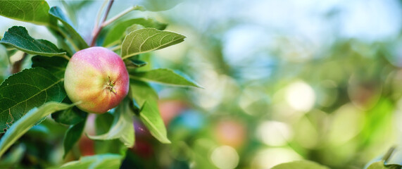 Apple, tree and orchard with farming, growth and sustainability for food production in countryside. Organic fruit, leaves and eco friendly agriculture in sunshine with supply for export in France
