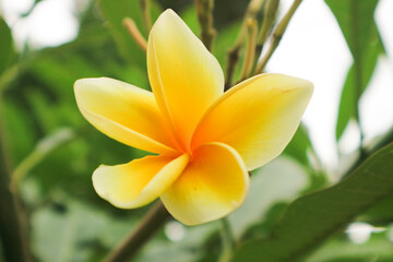 Yellow frangipani flower has Latin name plumeria obtusa. Yellow frangipani flower have other name graveyard flower.