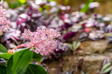 Close-up photo of pink Medinilla magnifica flower buds in bloom