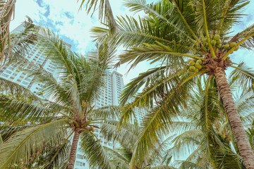 palm trees with coconuts against the background of white residential complexes and offices