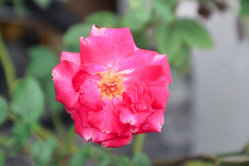 Fototapeta premium Exquisite Closeup of Rosa lucieae Flower Showcasing its Intricate Petals and Timeless Beauty.