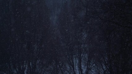 Dark snowy forest night. Gloomy dark sad winter