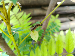 A caterpillar on the trunk of a star fruit tree.