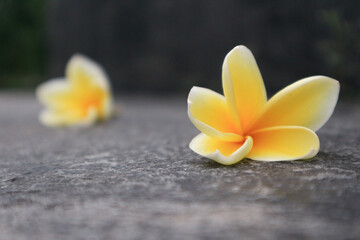 Yellow frangipani flower has Latin name plumeria obtusa. Yellow frangipani flower have other name graveyard flower.