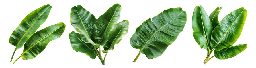 Set of tropical green banana leaves, isolated on transparent cutout background © PNGuin Studio