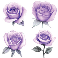 Pink rose watercolor hand drawn set collection