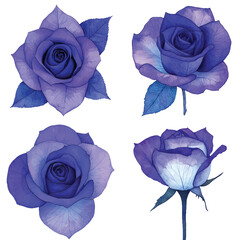 Rose watercolor hand drawn set