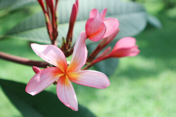Fototapeta premium Pink frangipani flower has Latin name plumeria obtusa. Yellow frangipani flower have other name graveyard flower. Yellow frangipani flower bloom on the garden