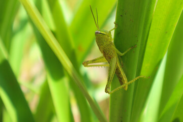 Green grasshopper herbivorous insects from the suborder Caelifera in the order orthoptera