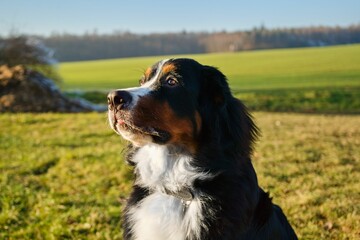 Bernese Mountain dog in a sunny Field