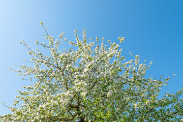 Blooming apple tree in white color blossoms against blue sky background, blooming orchard under spring sunlight, beautiful apple tree flowers during spring season in garden, copy space