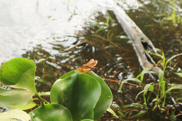 Yellow dragonflies, also known as Scarlet Percher dragonflies, or Jarloomboo to the Gooniyandi...