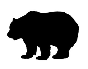 black bear on a white background,
