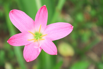 Pink rain lily (Fairy Lily, Zephyranthes rosea) flower spring, summer,nature background.