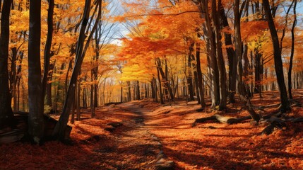 Fototapeta premium foliage wooded scene