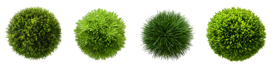 4 top views of green bushes isolated on a white background, PNG file. 