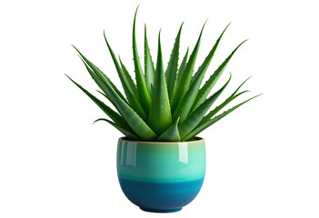 A Aloe Vera plant with vibrant green leaves displayed in a colorful ceramic pot isolated in white background for home decoration 