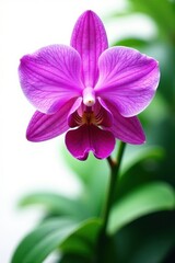 Obraz premium Exotic jungle orchid, purple petals, lush foliage Isolated on white background , exotic, bloom