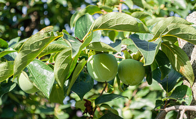 Close-up of green persimmons and leaves on a persimmon tree branch.
