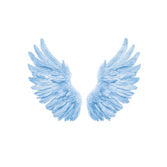 Fototapeta premium Beautiful blue angel wings, white isolate background.