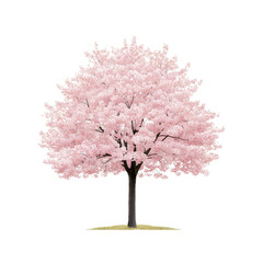 Obraz premium Beautiful pink flowering tree on a white isolated background.