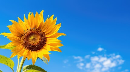 Obraz premium contrast yellow and blue flowers