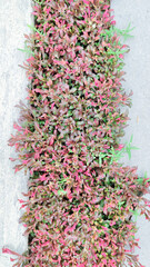 Alternanthera ficoidea red ‘Chartreuse’ - Joseph's Coat, Jacob's Coat