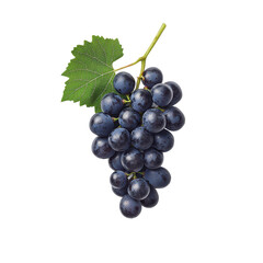 Fototapeta premium Fresh juicy grapes on a vine, white isolated background.