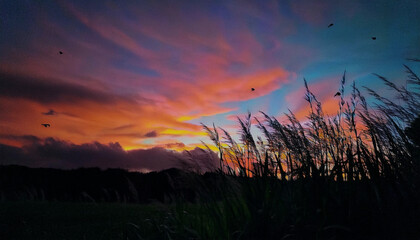 Fototapeta premium 美しい夕焼け