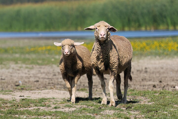 Sheep and lamb on the green spring meadow