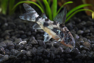 Peppered corydoras, Corydoras paleatus, freshwater fish