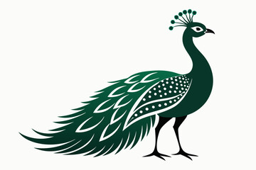 peacock vector illustration