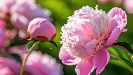 Obraz premium Close up of vibrant pink peony blooms showcasing delicate petals against a lush green background