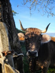 Vaca en establo de Villaviciosa, Asturias 