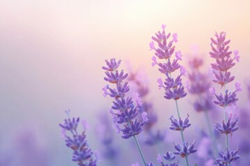 Obraz premium Close-up of beautiful lavender flowers in full bloom with a soft, pastel background, creating a peaceful and serene atmosphere.