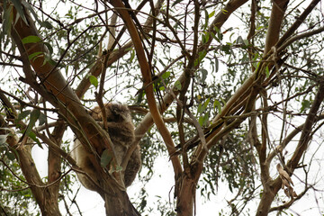 Koala Sleeping In A Tree