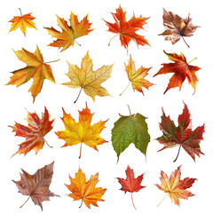 Fototapeta premium Collection of Autumn Leaves