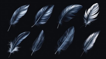 Obraz premium Collection of twelve realistic dark and light gray feathers isolated on black background.