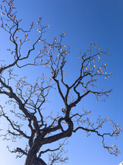 都心散歩　浜離宮の梅の開花