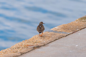 Sandpipers near to the river
