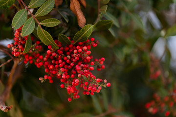 Ramas de un árbol con bayas rojas