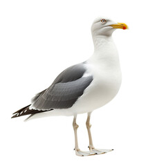 Fototapeta premium Seagull Portrait